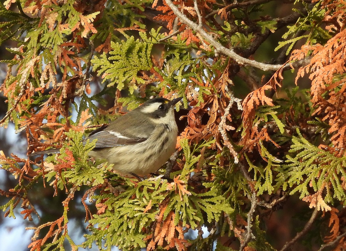 Black-throated Gray Warbler - ML645662566