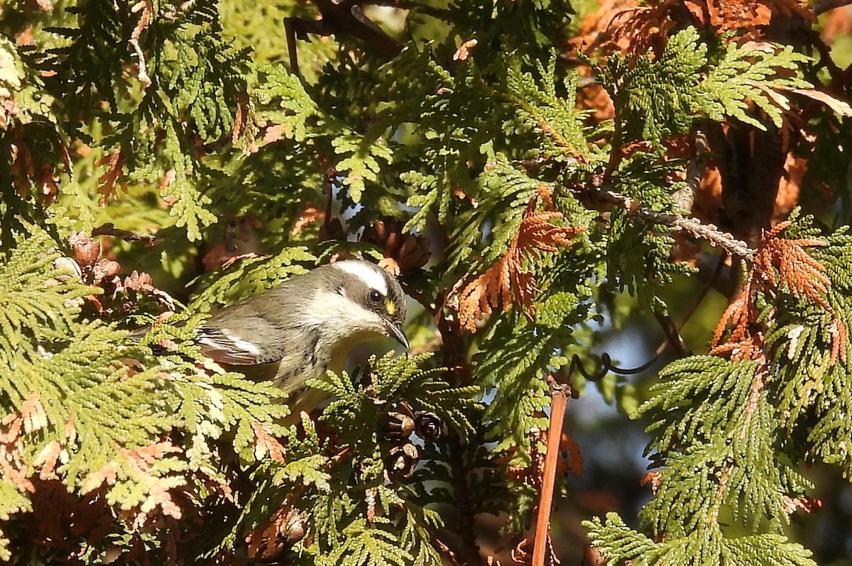 Black-throated Gray Warbler - ML645662567