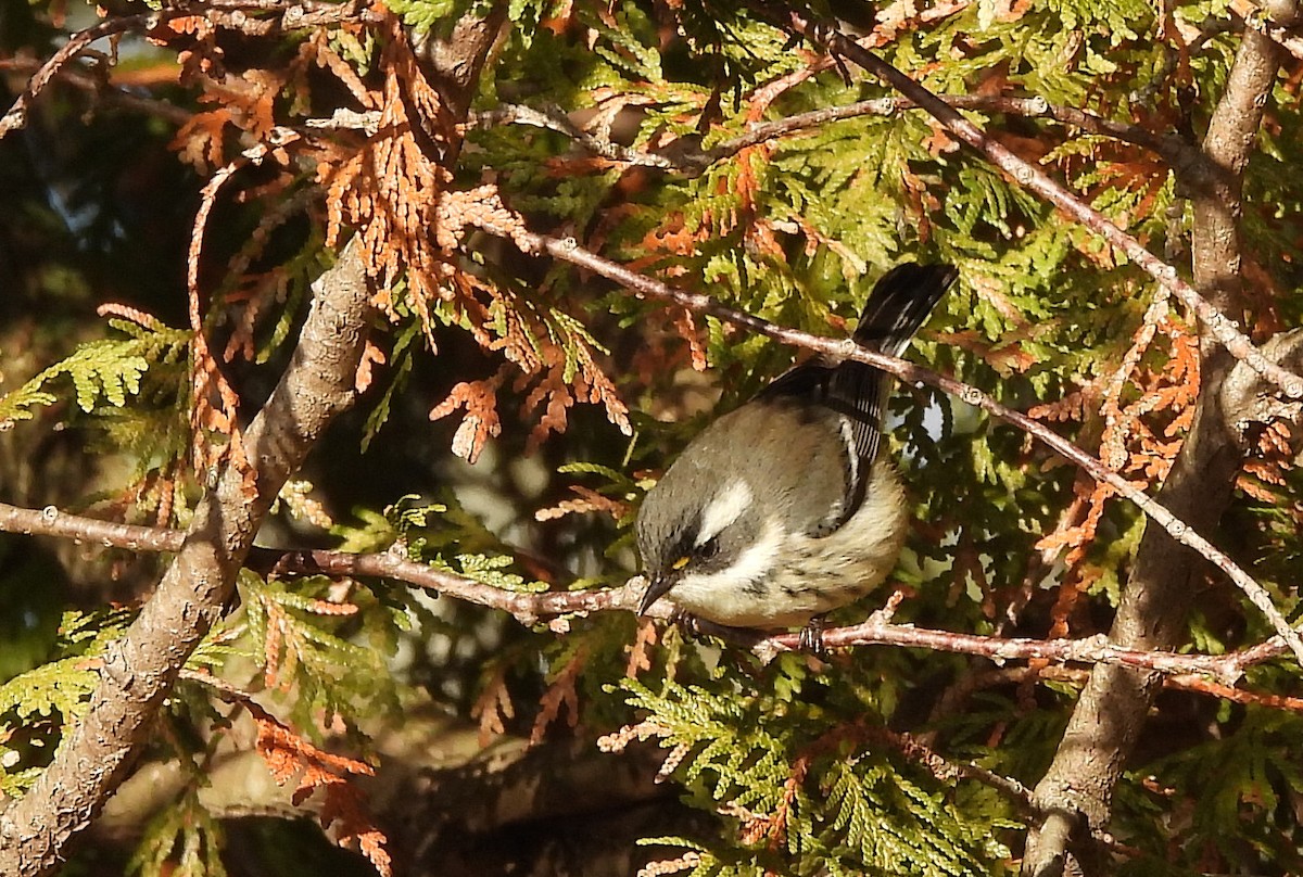Black-throated Gray Warbler - ML645662568