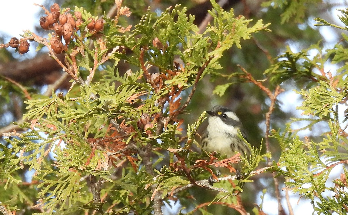 Black-throated Gray Warbler - ML645662569