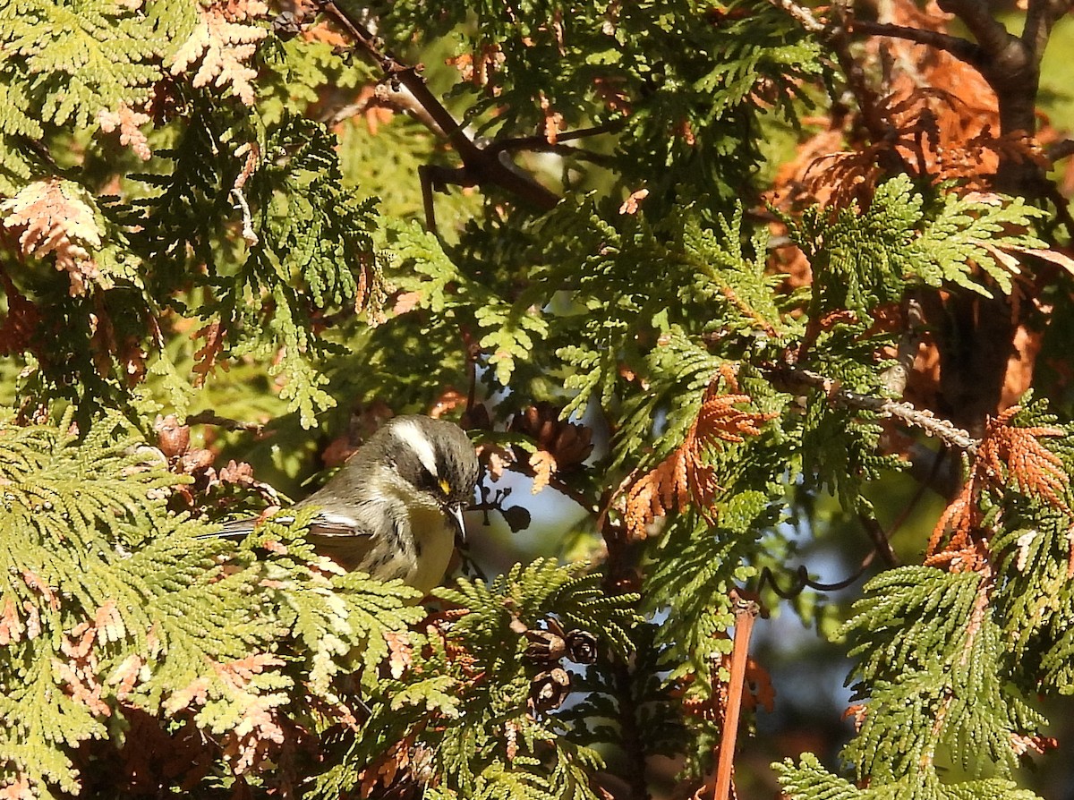 Black-throated Gray Warbler - ML645662570