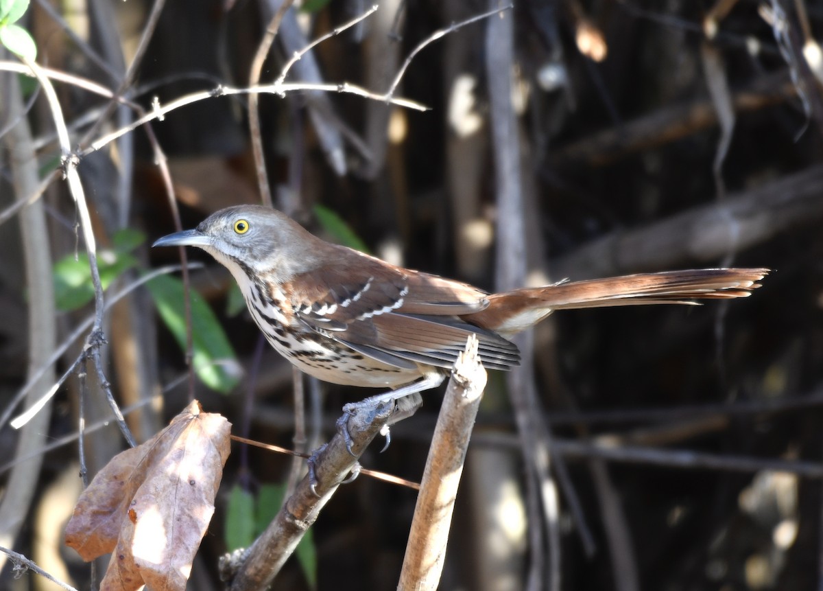 Brown Thrasher - ML645662595