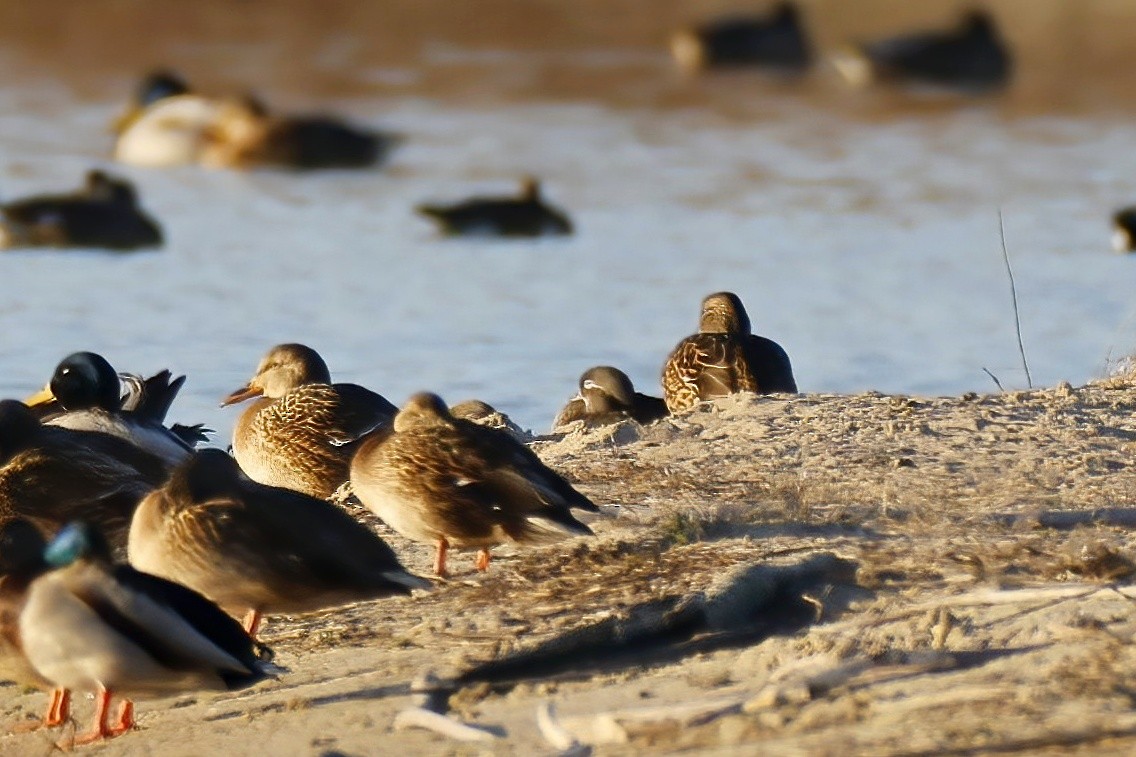 Мандаринка - ML645662610