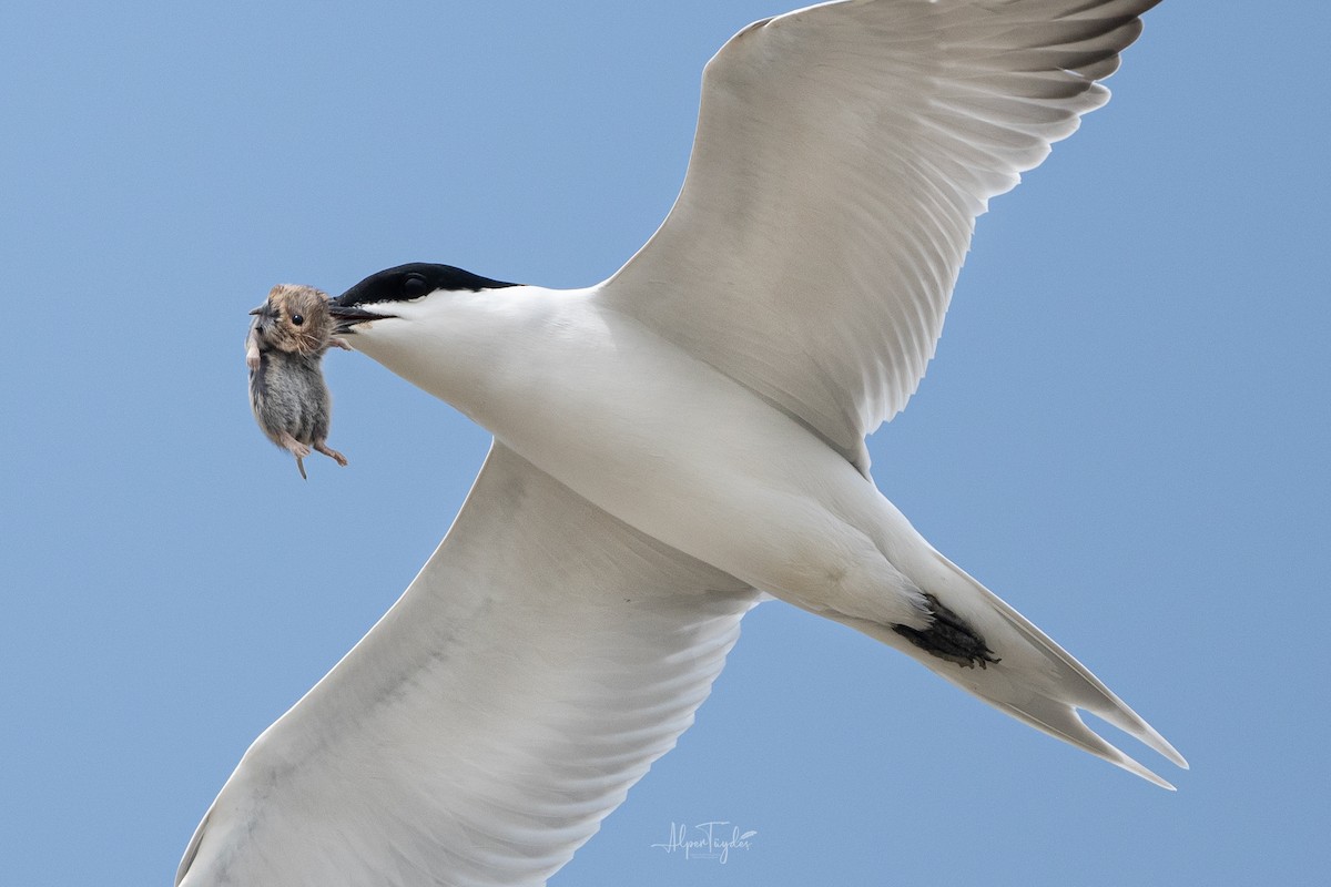 Gull-billed Tern - ML645662619