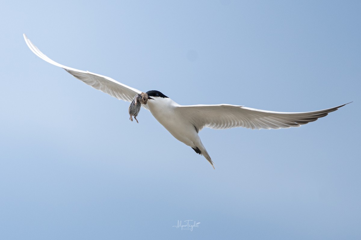 Gull-billed Tern - ML645662620