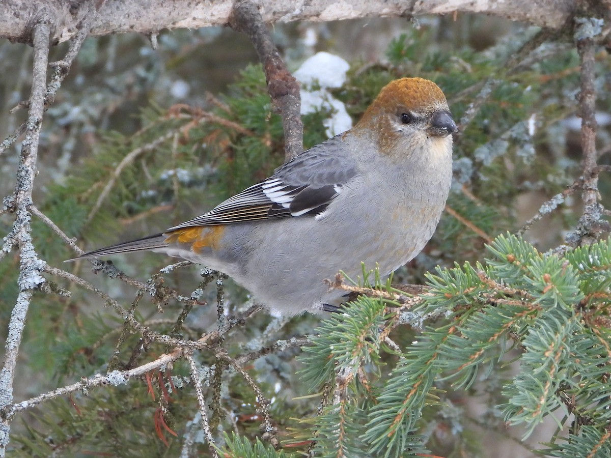 Pine Grosbeak - ML645662625