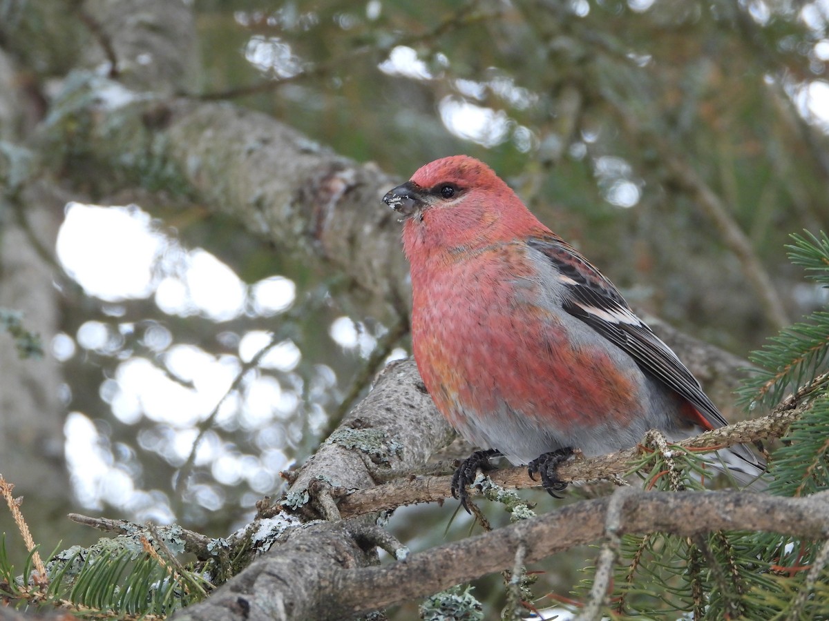 Pine Grosbeak - ML645662626