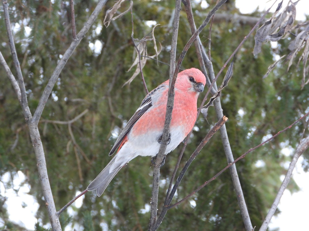 Pine Grosbeak - ML645662627
