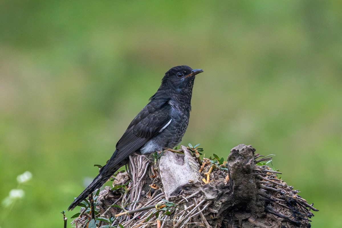 Cuco Pechigrís - ML645662629