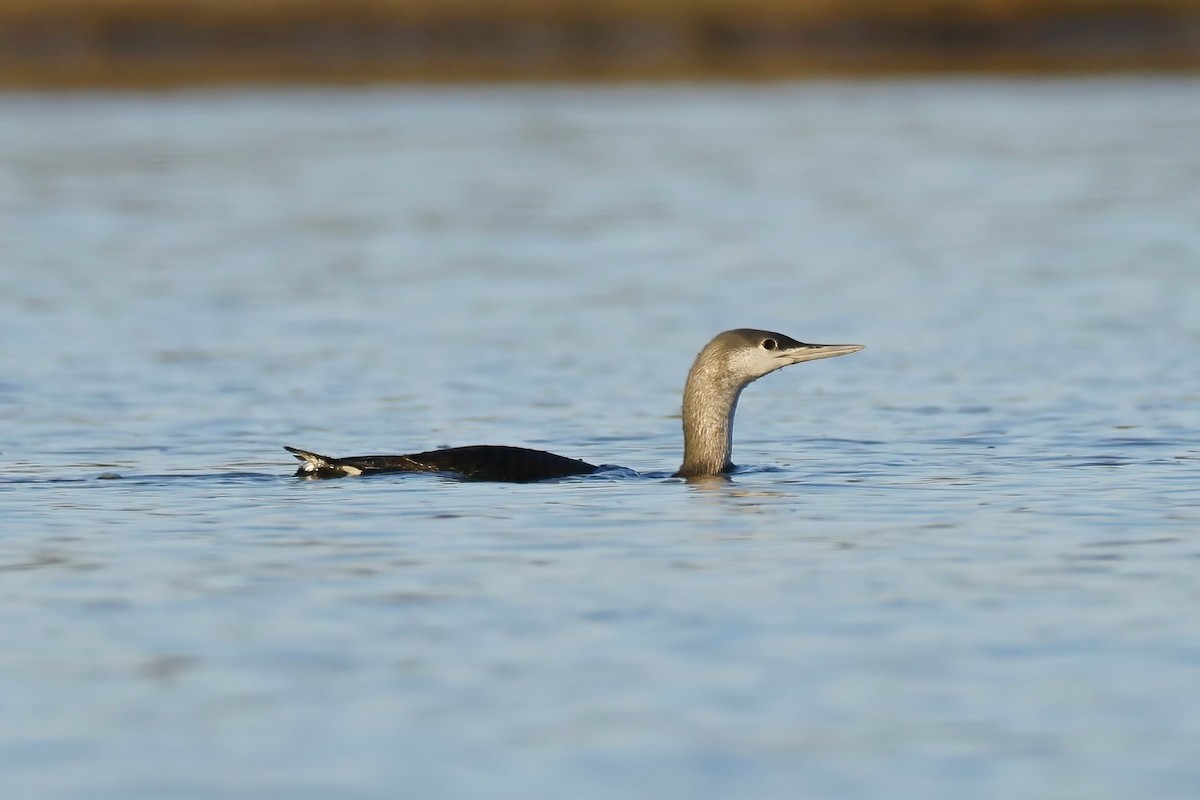 Red-throated Loon - ML645662632