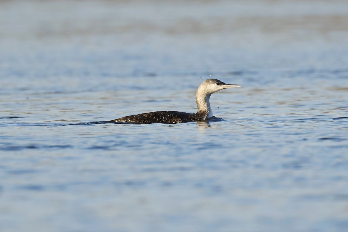Red-throated Loon - ML645662633