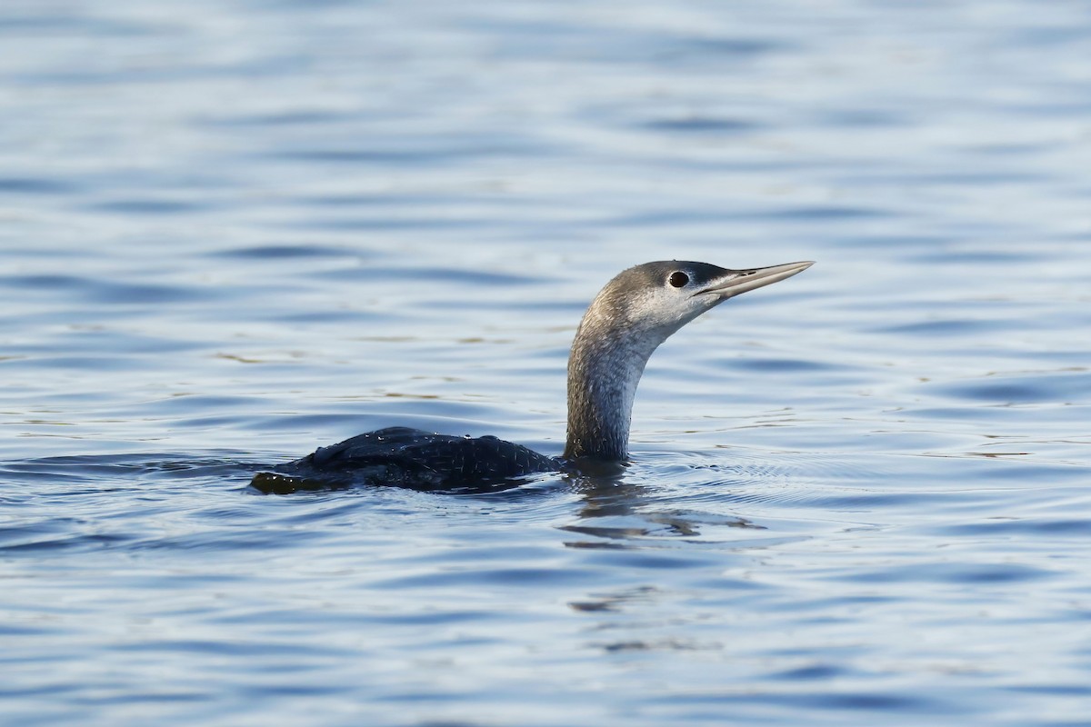 Red-throated Loon - ML645662634