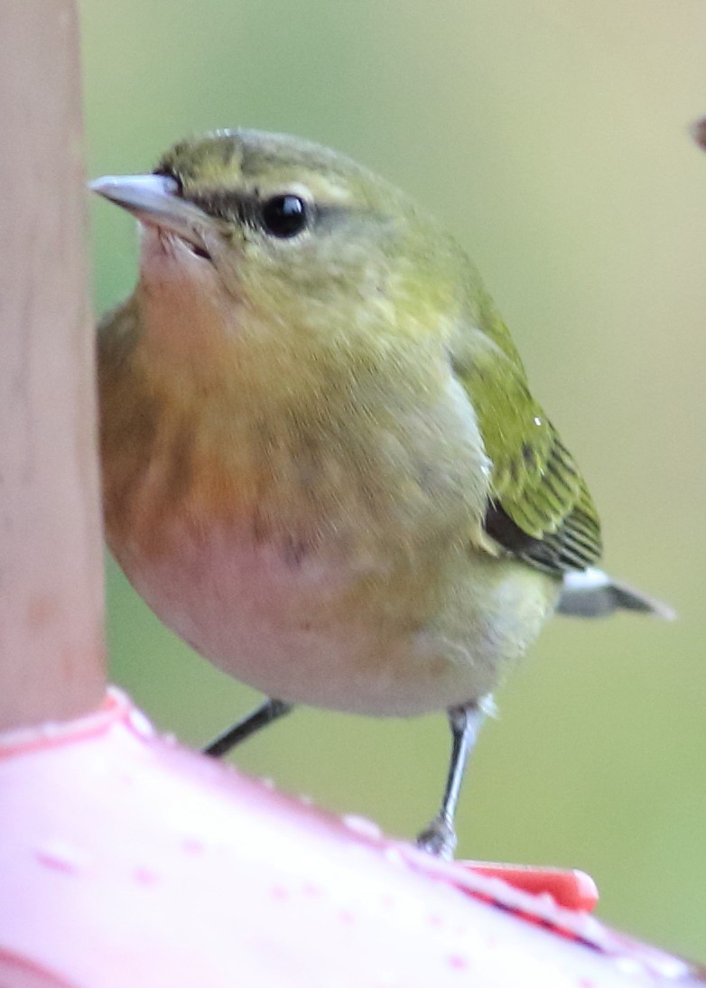Червоїд світлобровий - ML645662635