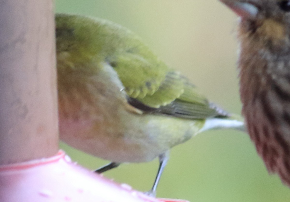 Червоїд світлобровий - ML645662636