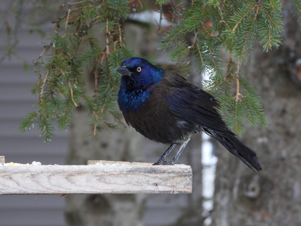 Common Grackle - ML645662642