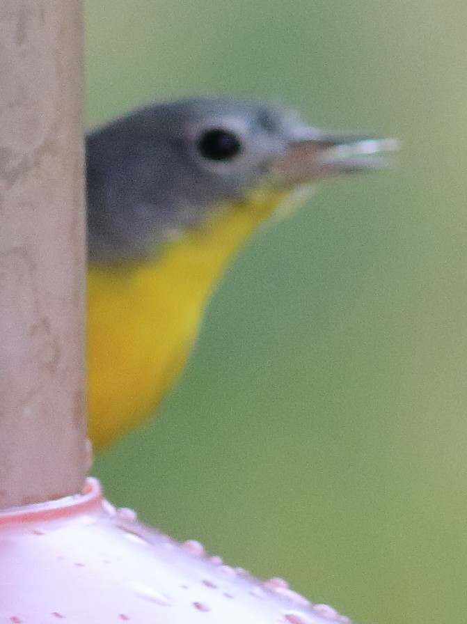 Nashville Warbler - ML645662644