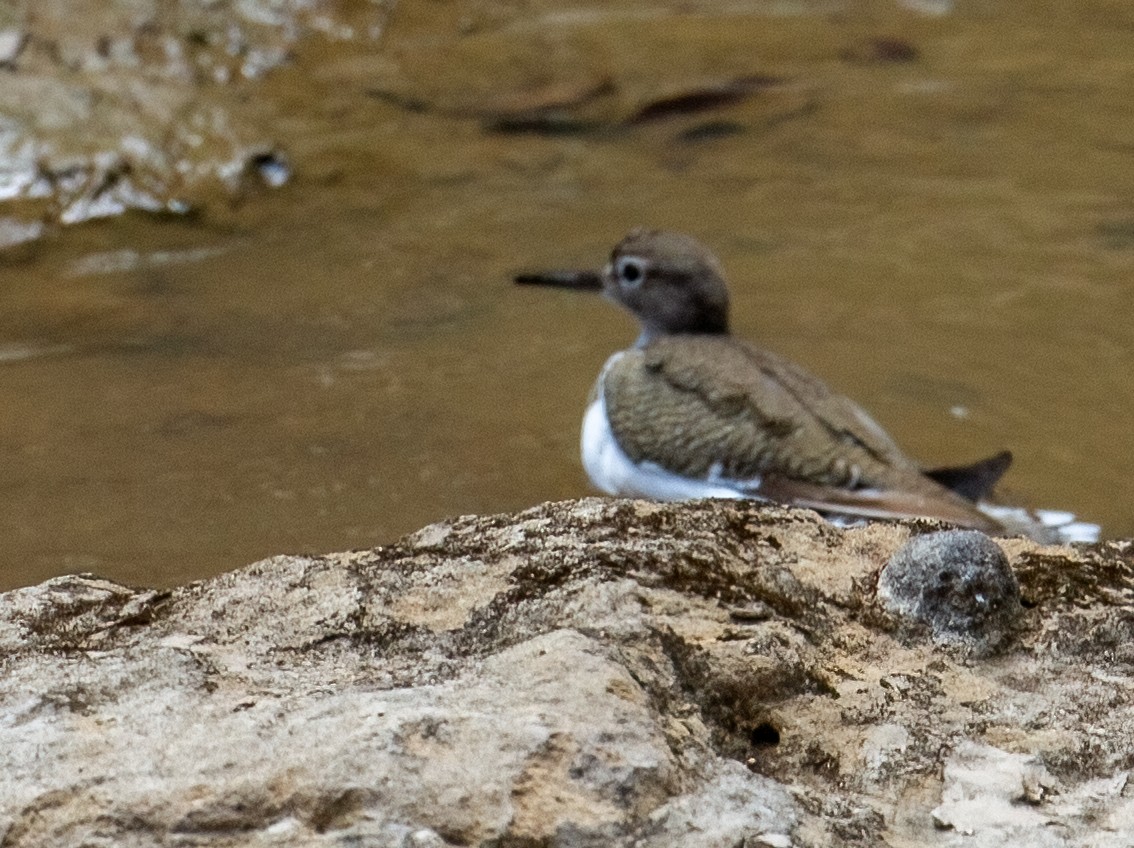 Green Sandpiper - ML645662651