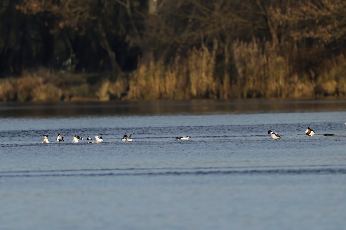 Common Shelduck - ML645662652