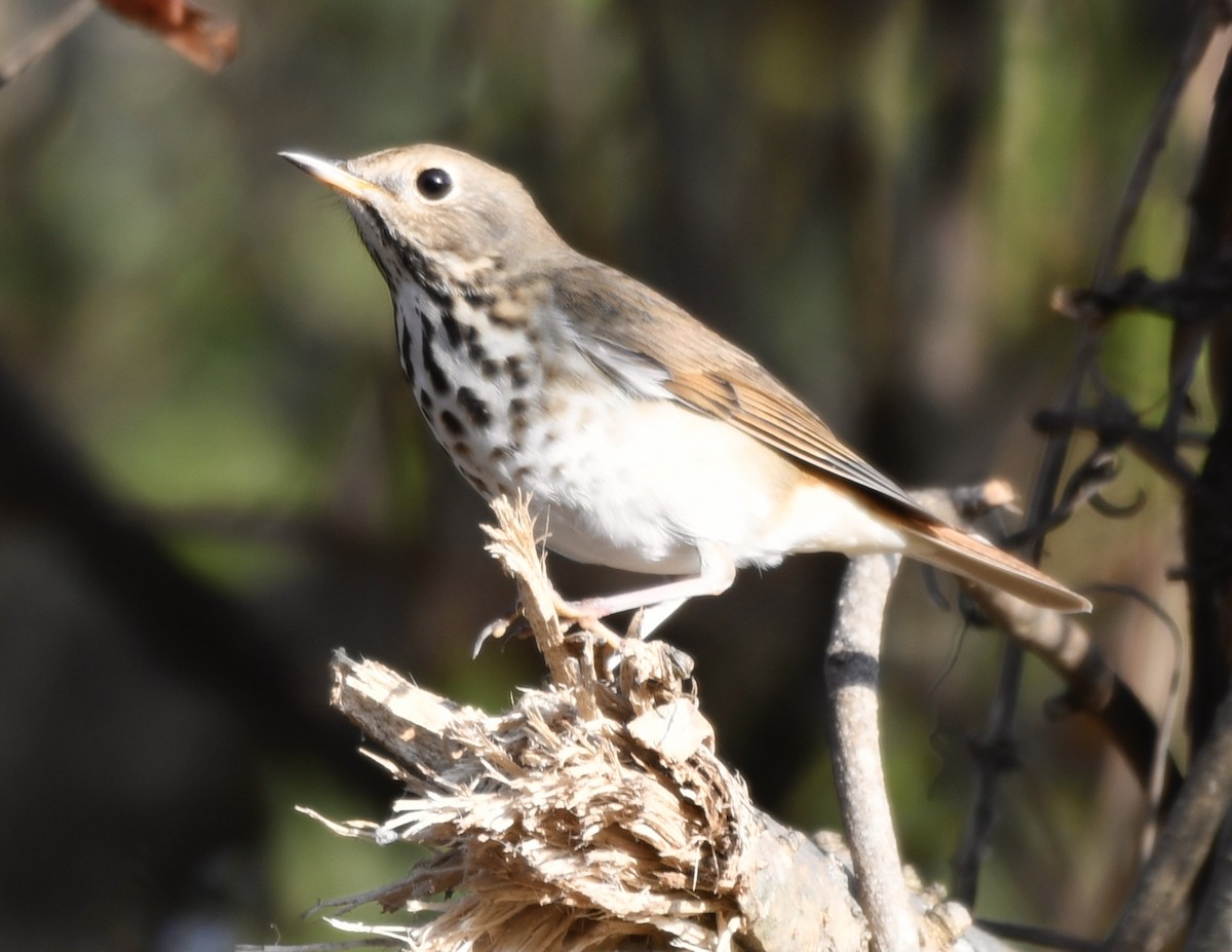 Hermit Thrush - ML645662657