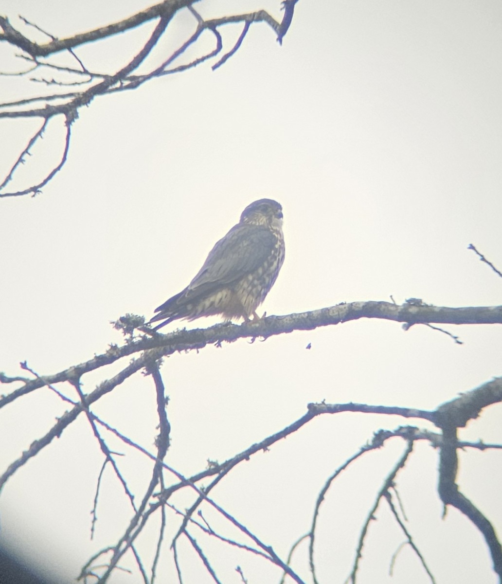 Merlin - ML645662662