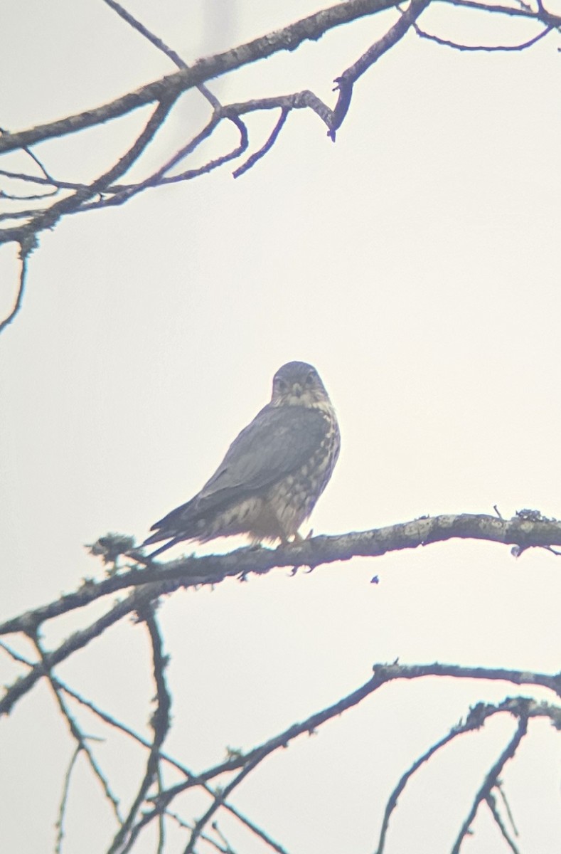 Merlin - ML645662663