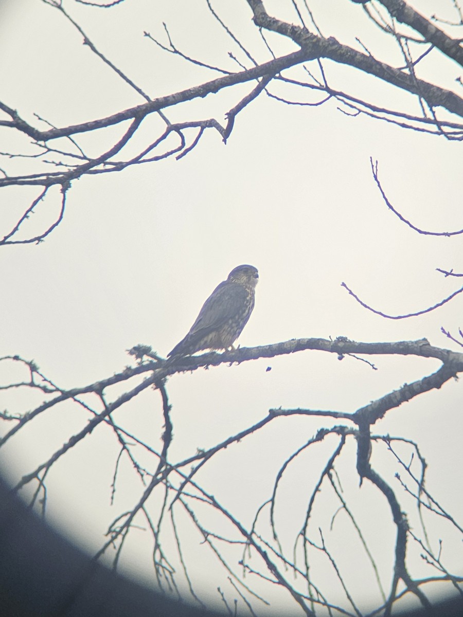 Merlin - ML645662664