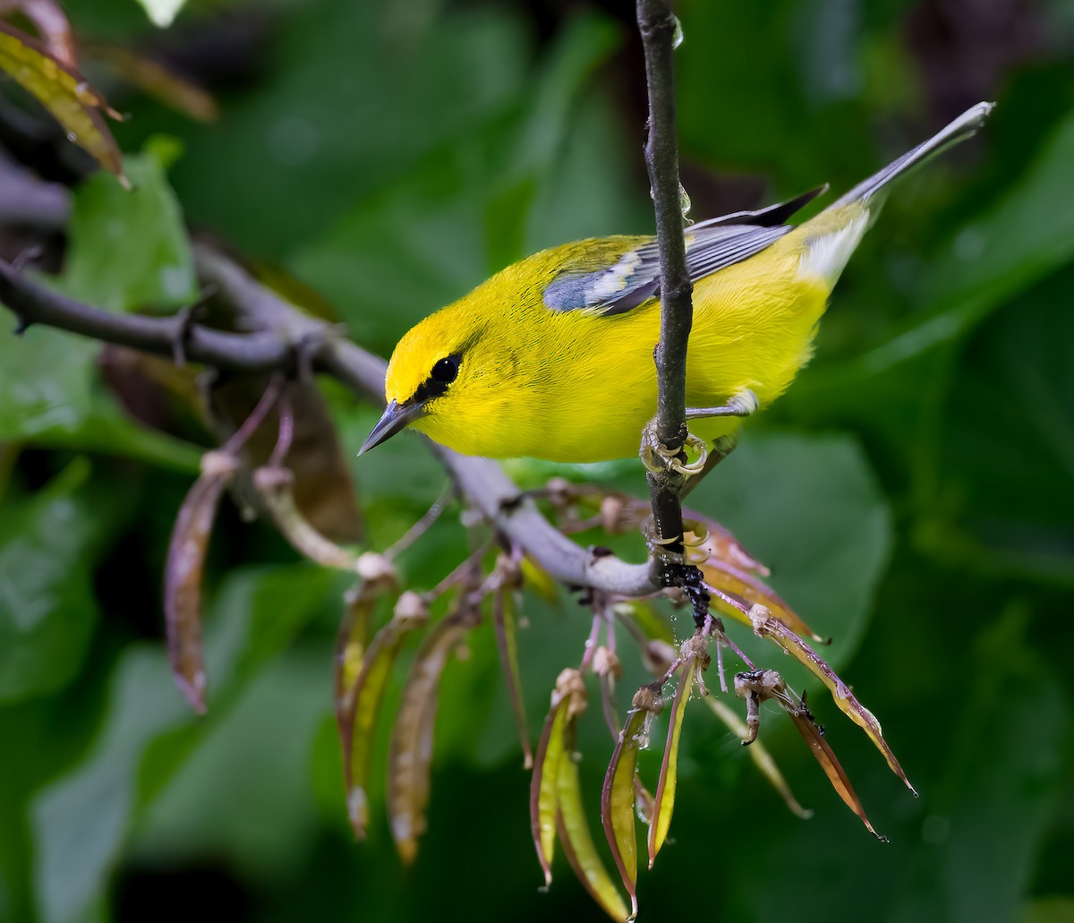 アオバネアメリカムシクイ - ML645662670