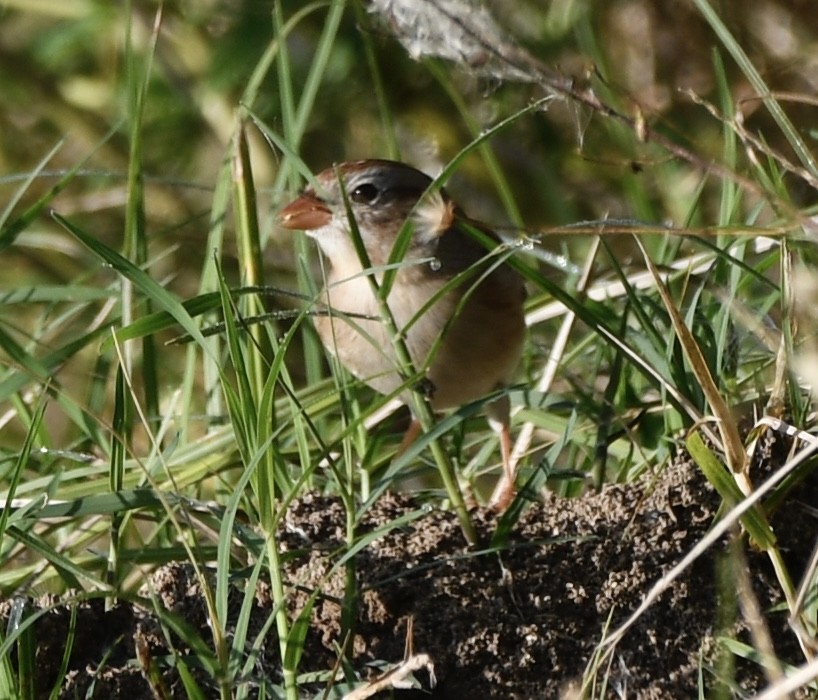Field Sparrow - ML645662671