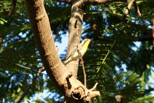Yellow-throated Warbler - ML645662692