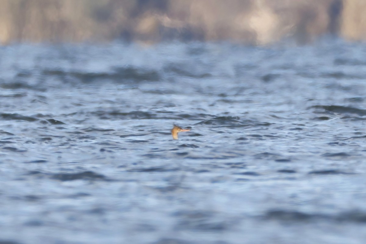 Red-breasted Merganser - ML645662700