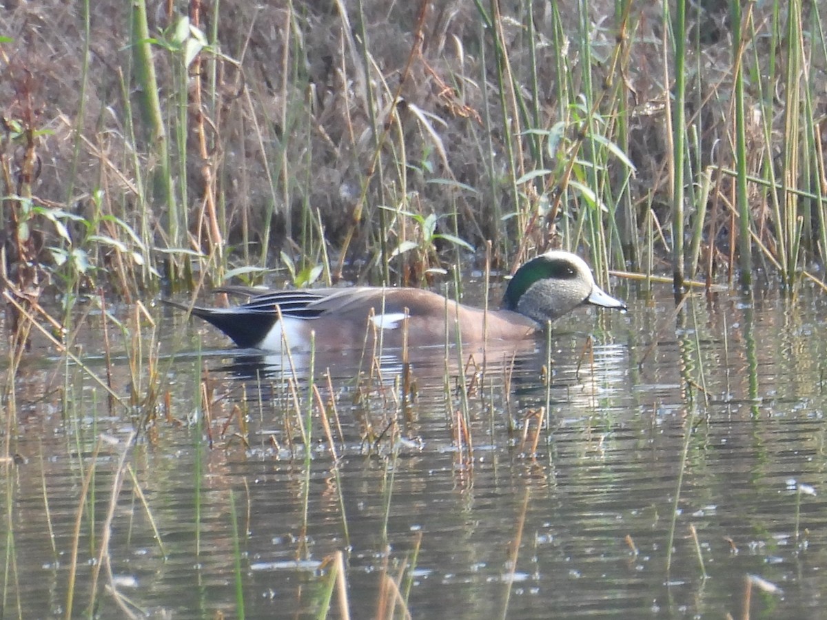 American Wigeon - ML645662701