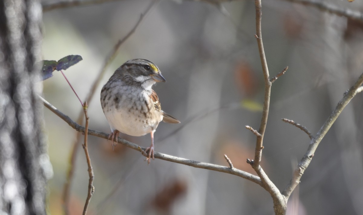 White-throated Sparrow - ML645662703