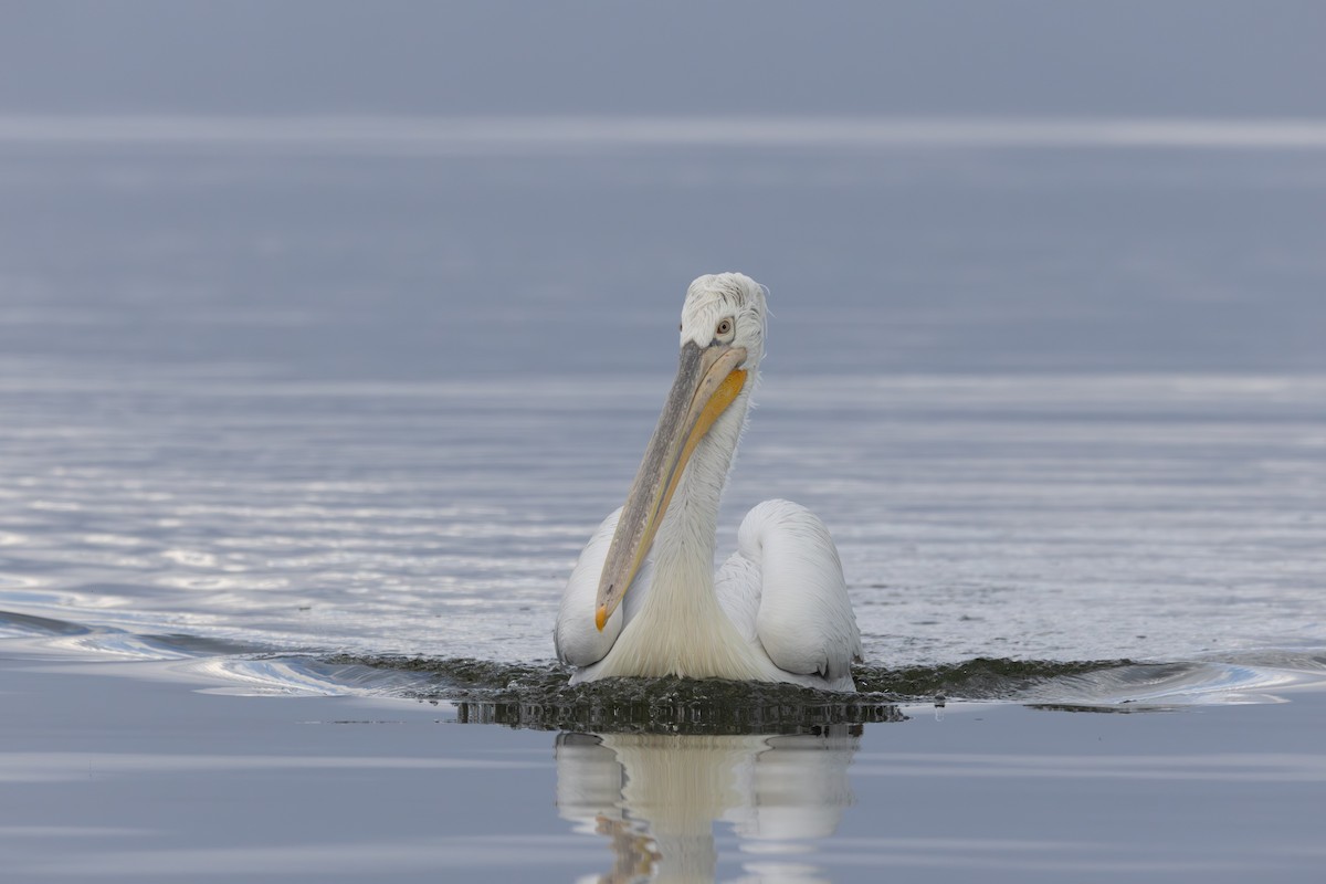 Tepeli Pelikan - ML645662715