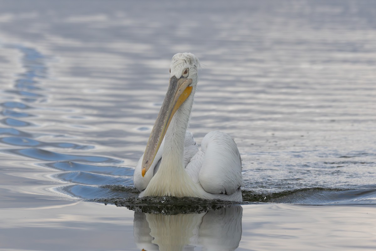 krøllpelikan - ML645662716