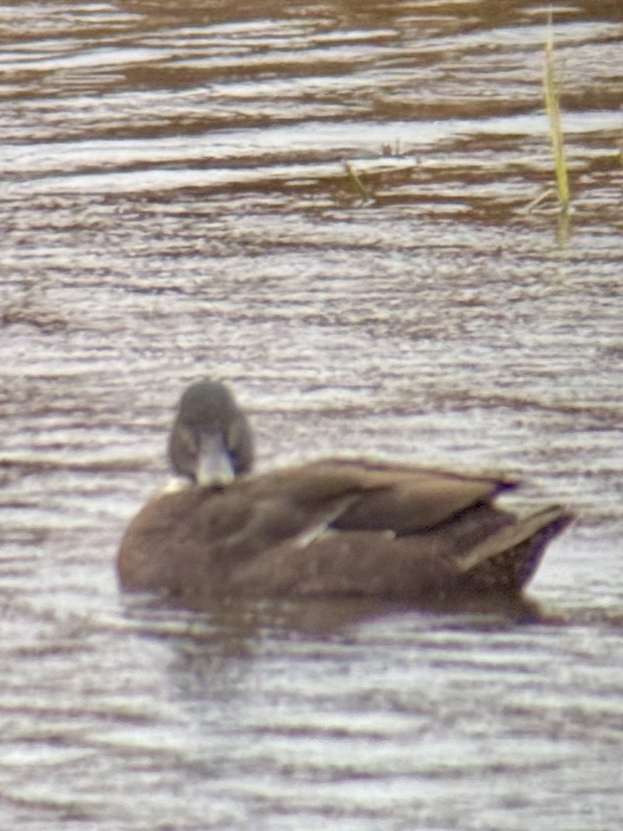 Anatra germanata - ML645662718