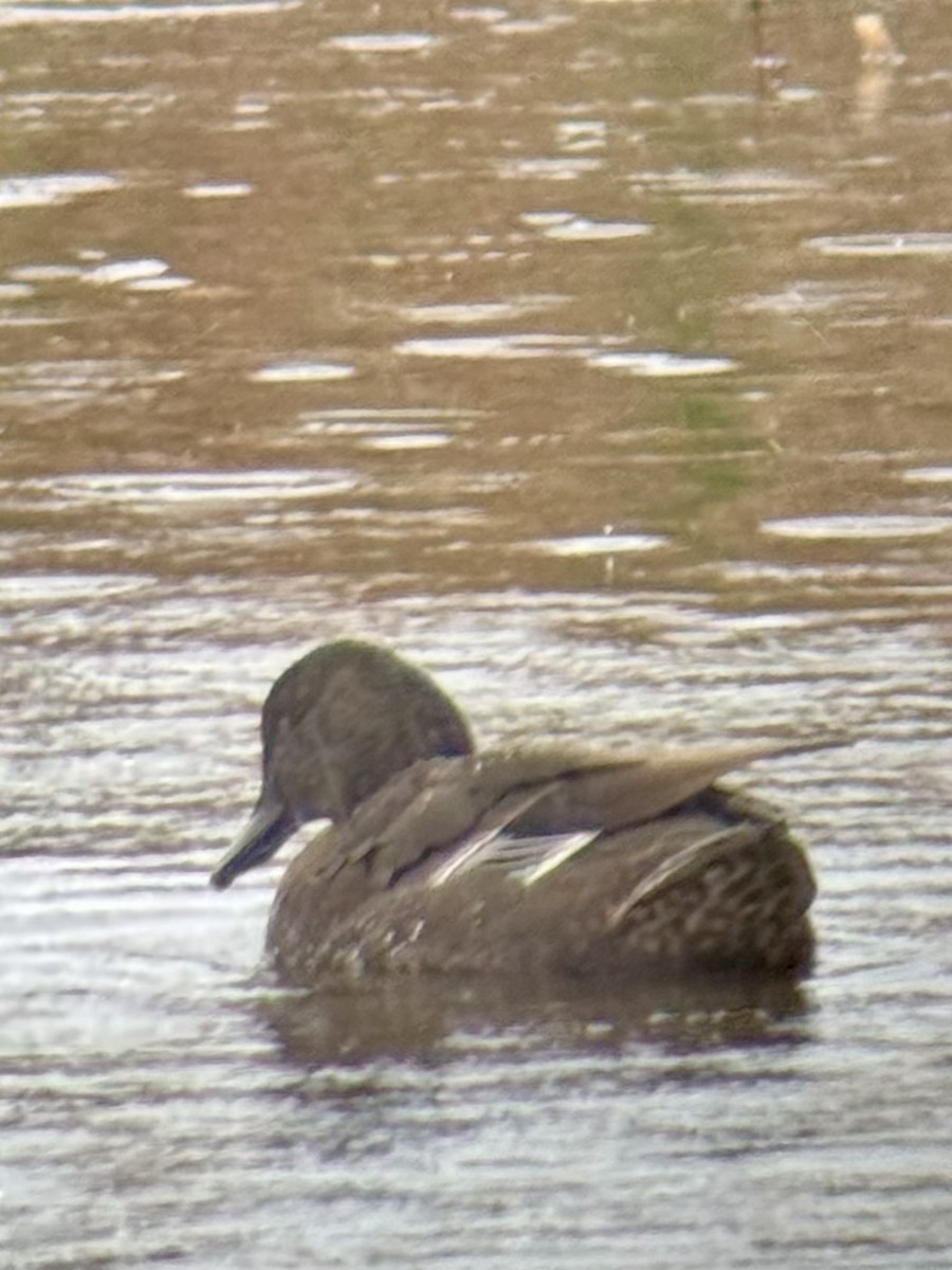 Anatra germanata - ML645662719