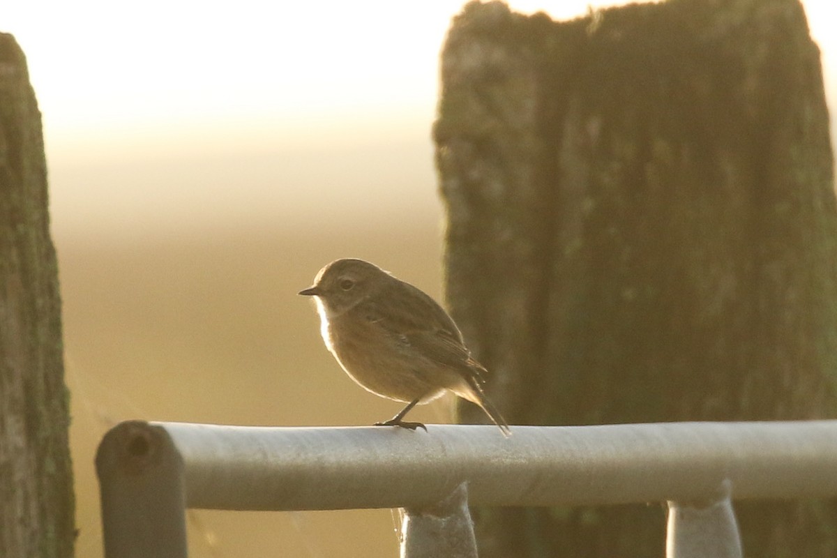 European Stonechat - ML645662721