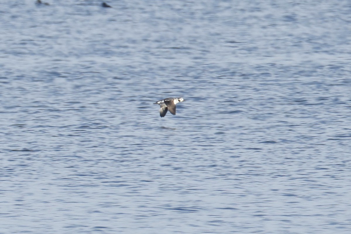 Long-tailed Duck - ML645662727