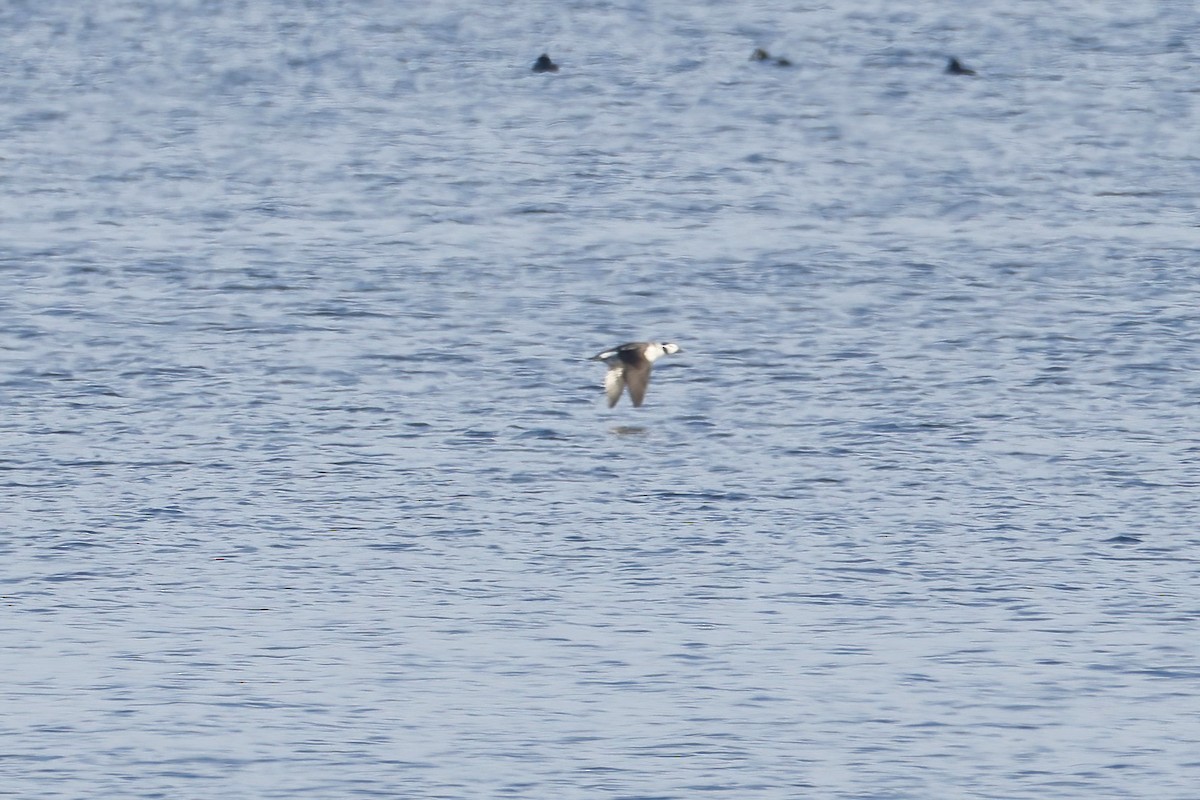 Long-tailed Duck - ML645662728