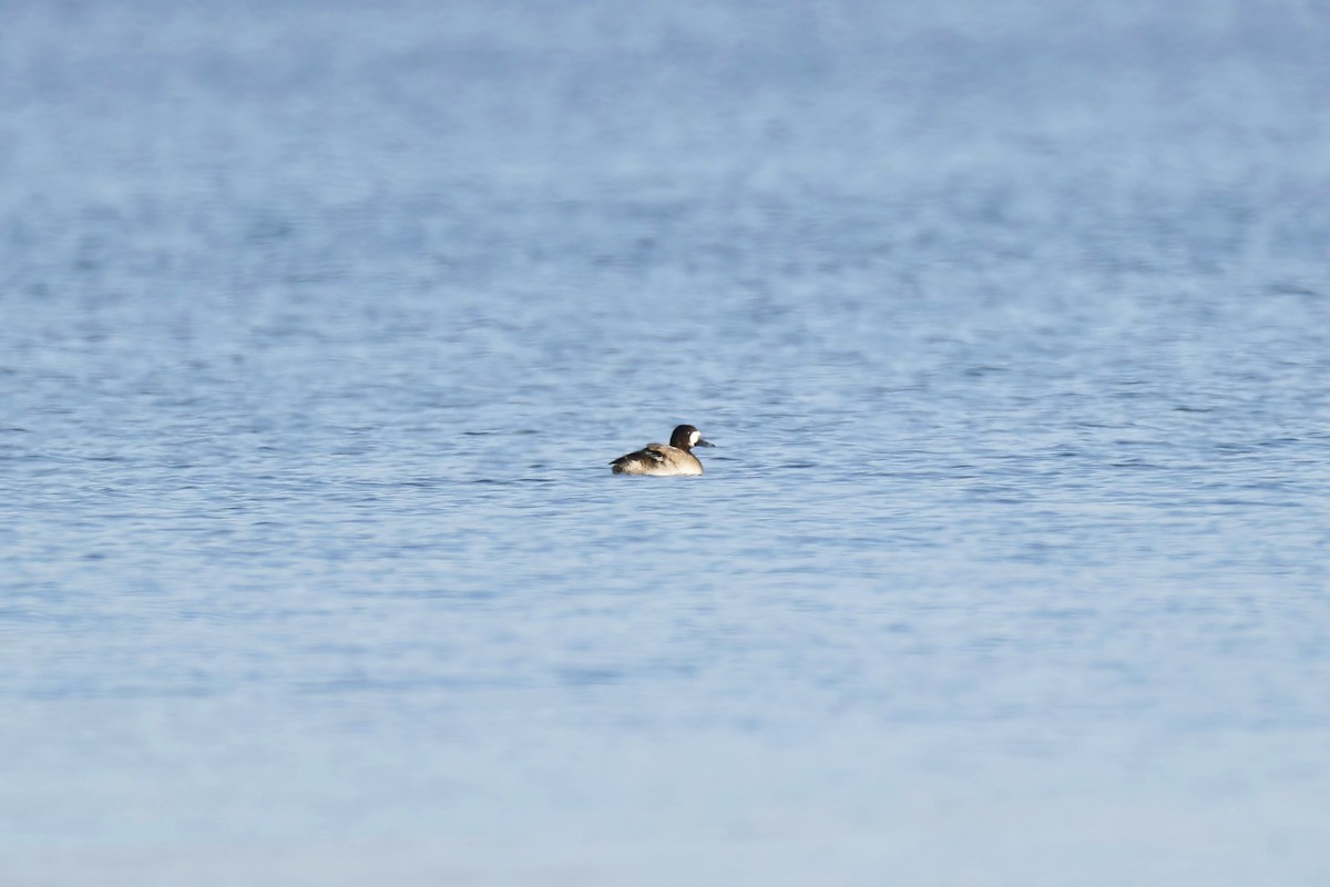 Greater Scaup - ML645662735