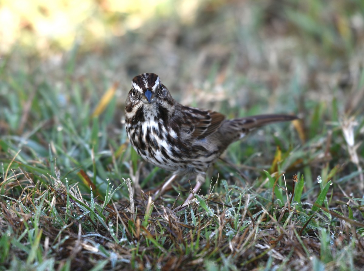 Song Sparrow - ML645662737