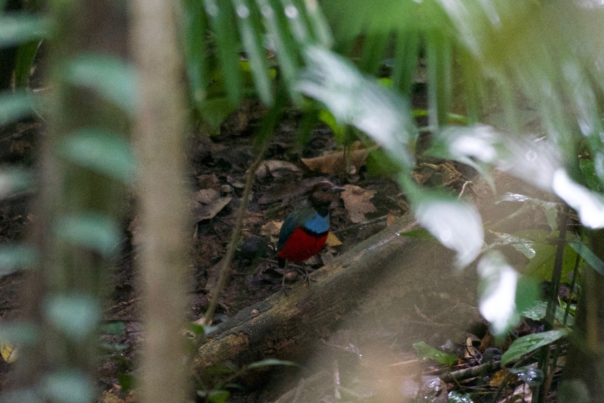 Selebes Pittası - ML645662740