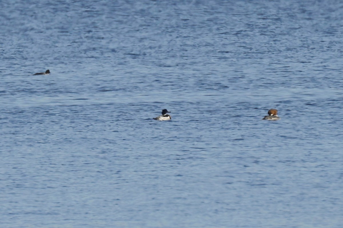Red-breasted Merganser - ML645662746