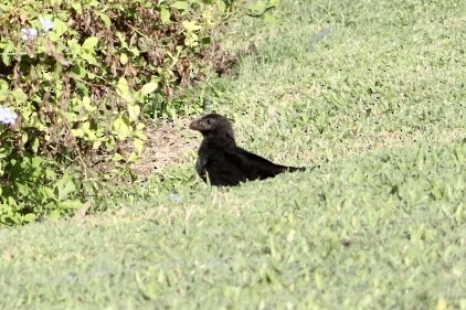 Düz Gagalı Ani - ML645662753