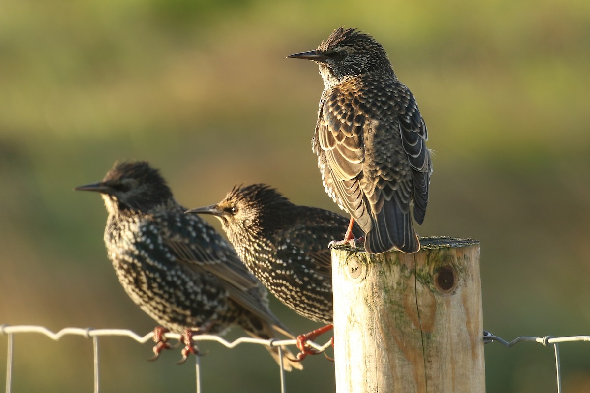 Sığırcık - ML645662758