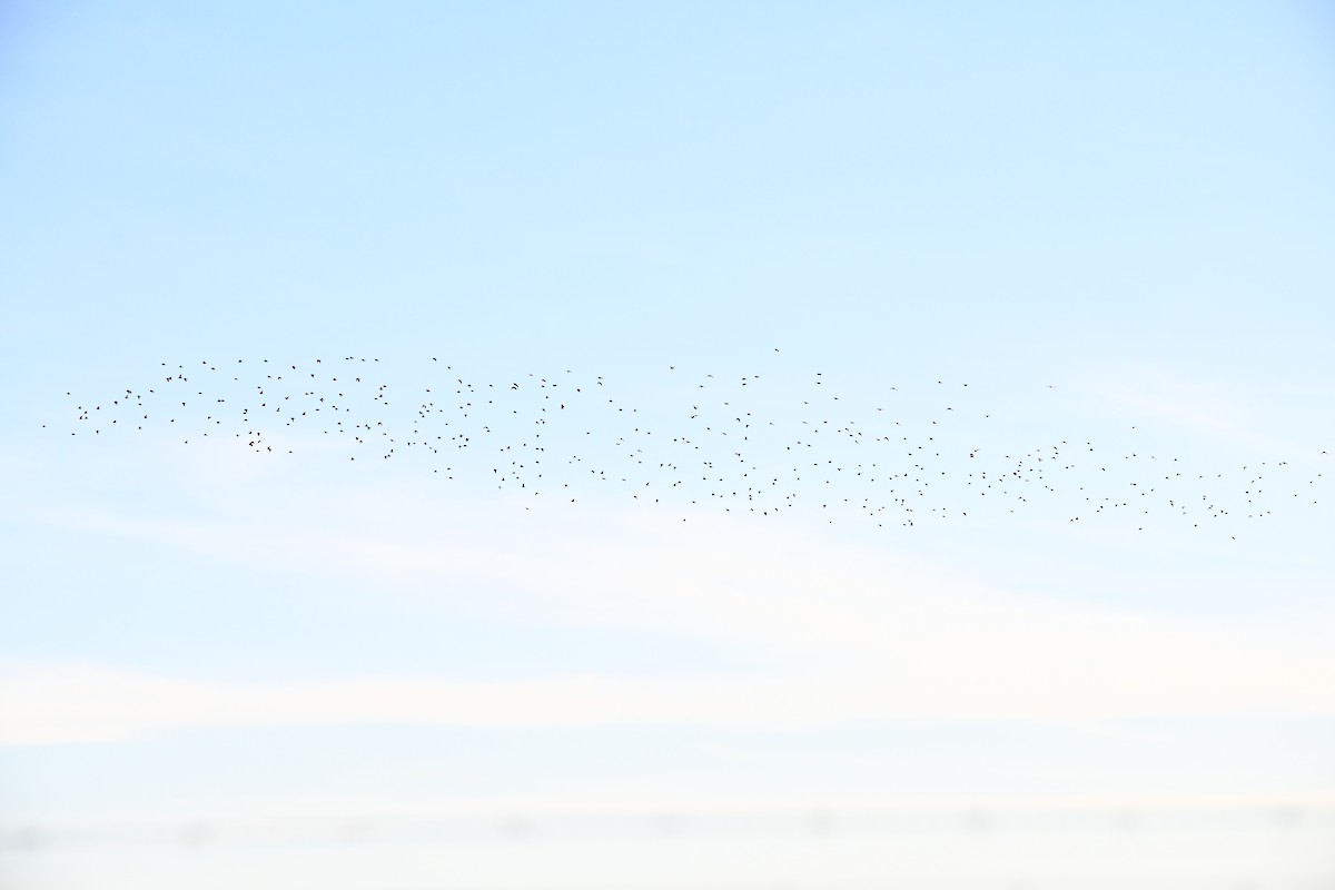 Altın Yağmurcun - ML645662759