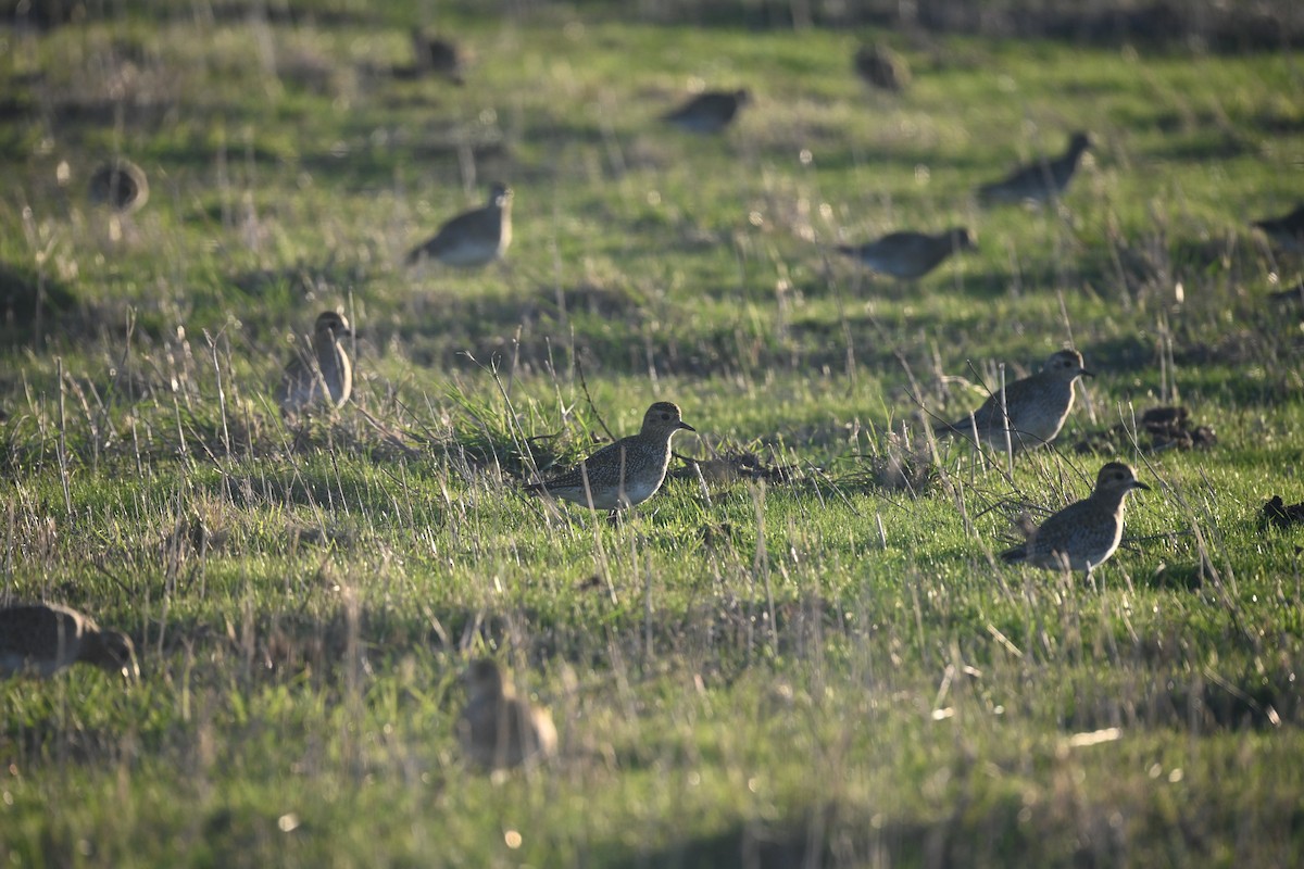 Altın Yağmurcun - ML645662761