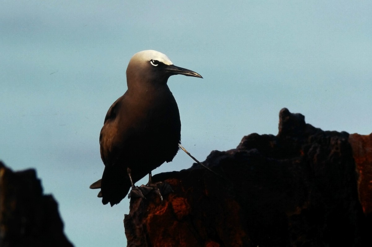 Kahverengi Nodi - ML645662763