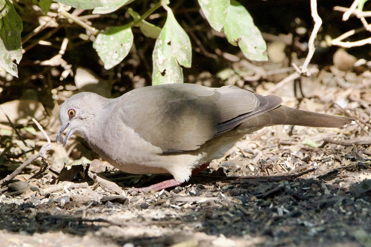 Mavi Halkalı Kumru - ML645662764