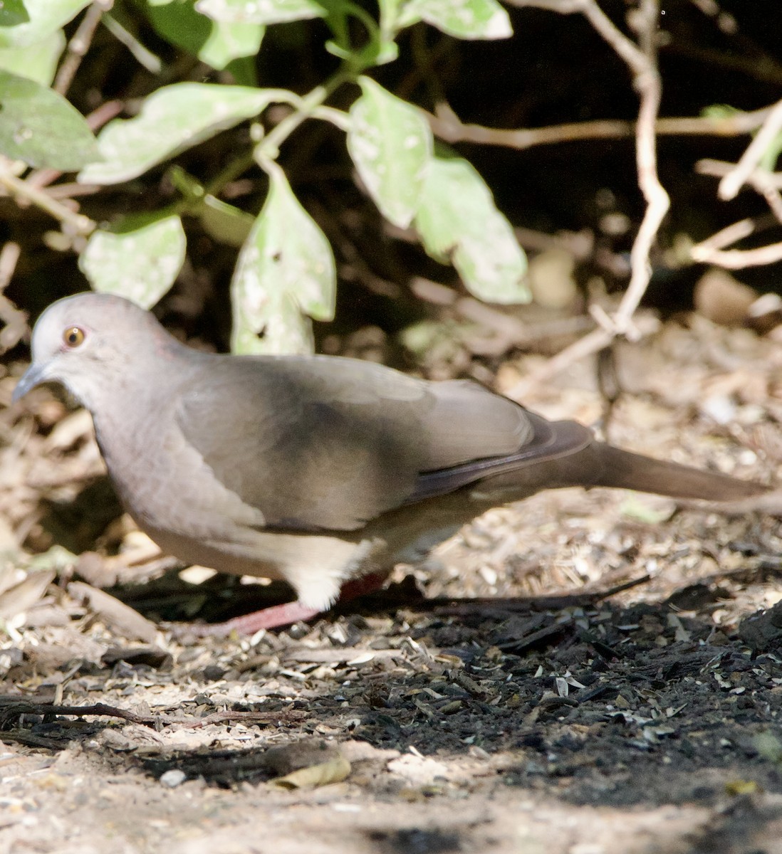 Mavi Halkalı Kumru - ML645662765